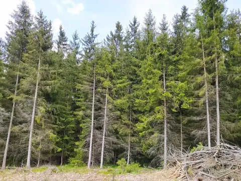 Prodej lesa, Černovice, 5230 m2