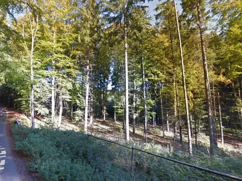 Prodej lesa, Branice, 82524 m2