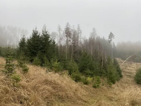 Prodej lesa, Městečko Trnávka - Lázy, 6313 m2