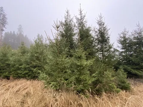 Prodej lesa, Městečko Trnávka - Lázy, 6313 m2