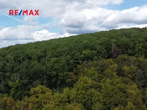 Prodej lesa, Lelekovice, 22668 m2