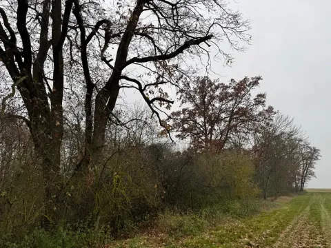 Prodej lesa, Boreč, 3833 m2