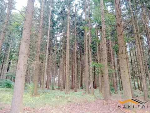 Prodej lesa, Horní Radouň - Nový Bozděchov, 50537 m2