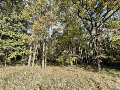 Prodej lesa, Lipí - Kaliště u Lipí, 23659 m2