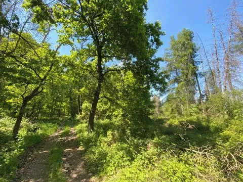 Dražba lesa, Kropáčova Vrutice, 15167 m2