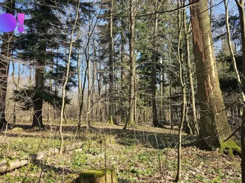 Prodej lesa, Rybí, 55558 m2