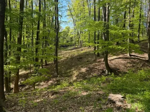 Prodej lesa, Hradčovice, 4762 m2
