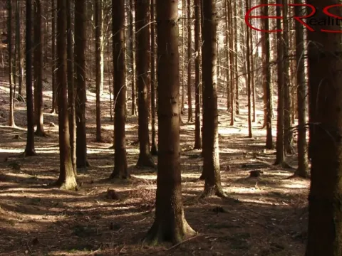 Prodej lesa, Hrdlív, 60268 m2