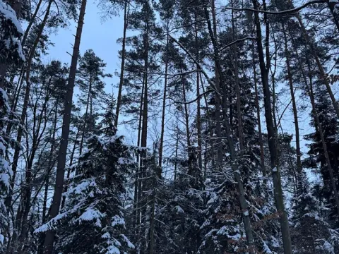 Prodej lesa, Dolní Bousov, 59634 m2