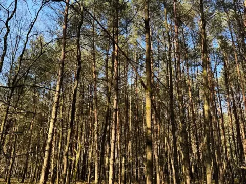 Prodej lesa, Týniště nad Orlicí, 6788 m2