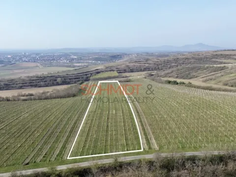 Prodej sadu/vinice, Němčičky, 11748 m2