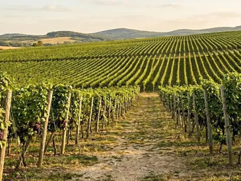 Prodej pozemku, Mikulov, 99149 m2