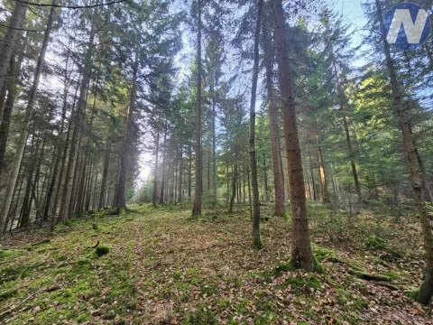 Prodej lesa, Borovany - Trocnov, 9174 m2