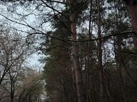 Prodej podílu lesa, Vinaře, 13603 m2
