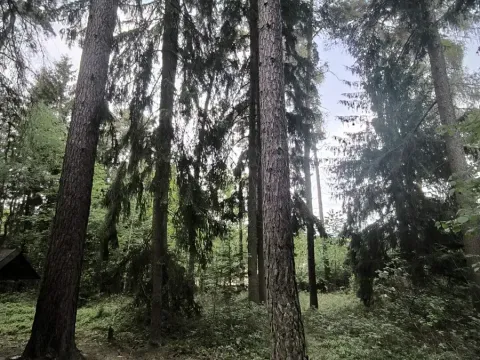Prodej lesa, Myslív, 5003 m2