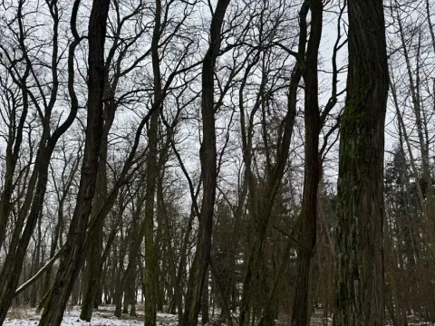 Prodej podílu lesa, Černěves, 3736 m2