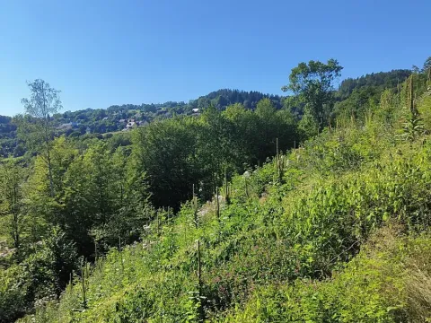 Prodej lesa, Benešov u Semil, 4922 m2