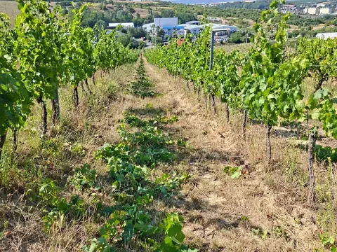Prodej sadu/vinice, Hustopeče, 13000 m2