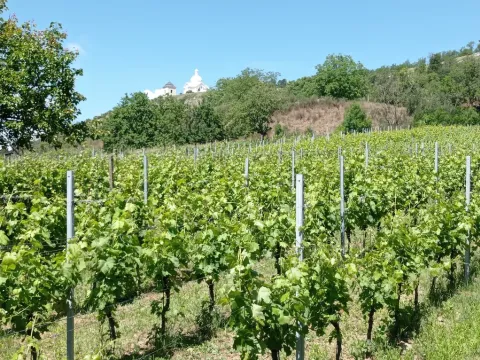 Prodej sadu/vinice, Mikulov, Zlámalova, 3460 m2