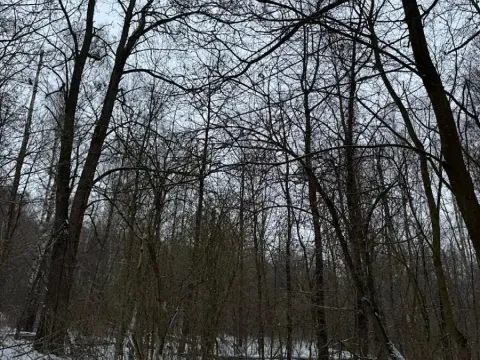 Prodej lesa, Kralupy nad Vltavou, 3462 m2